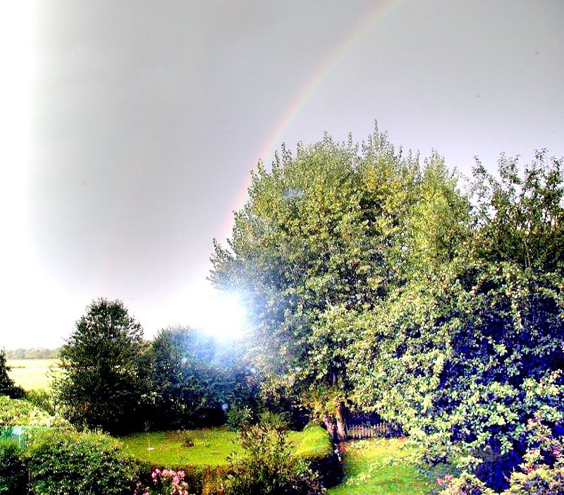 Bild von einem Baum und einem Regenbogen